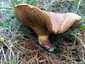Rózsástövű fenyőtinóru (Suillus collinitus), Szigetmonostor